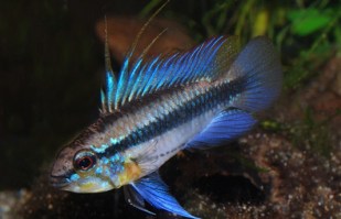 Apistogramma trifaciata1